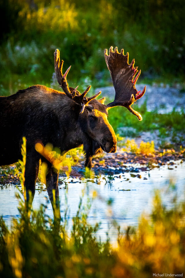 Moose Crossing print
