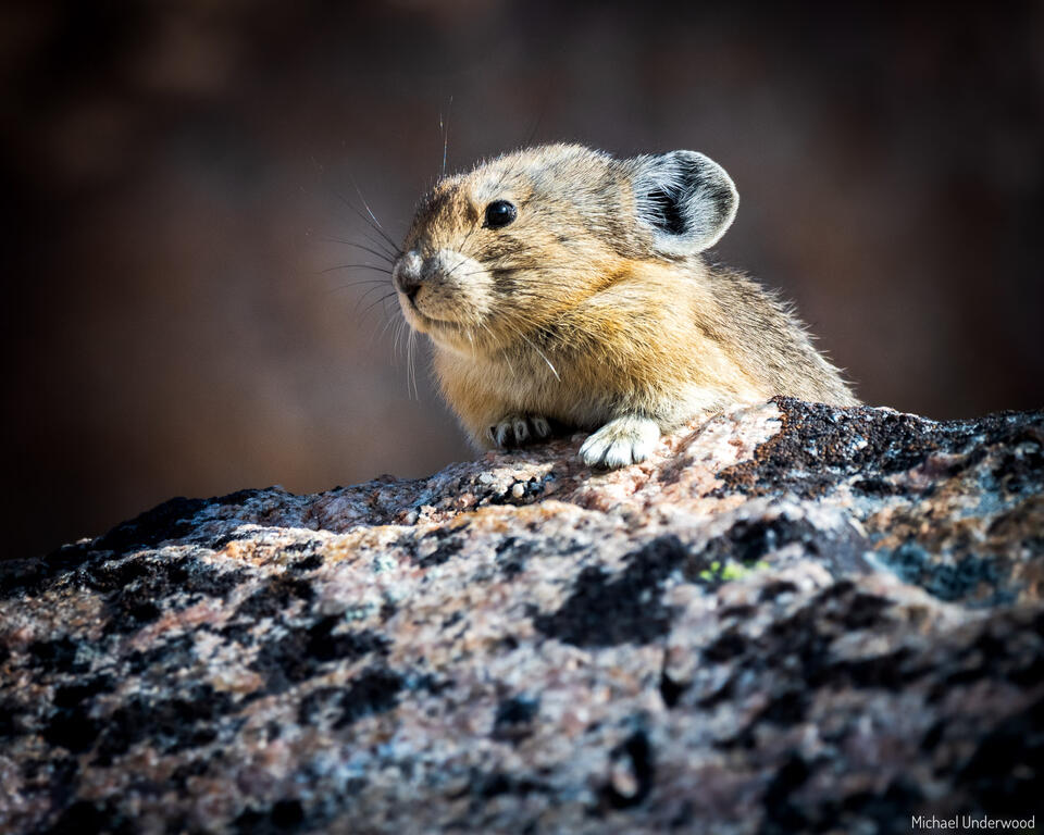 Rock Rabbit print