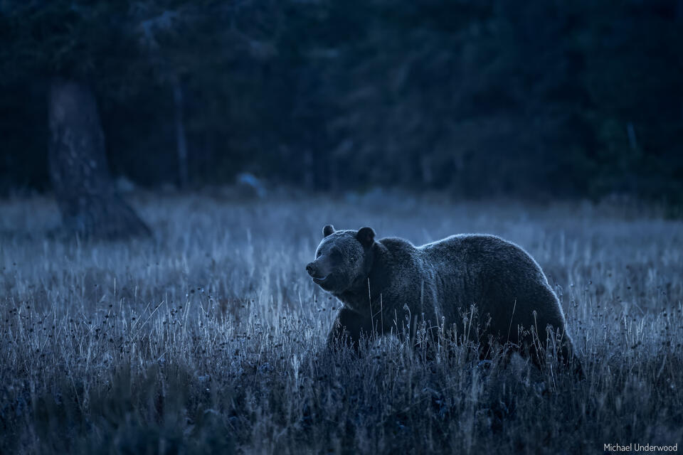 Twilight Grizzly print