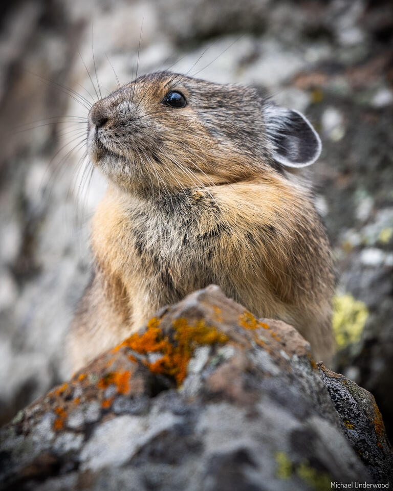 Pika Portrait print