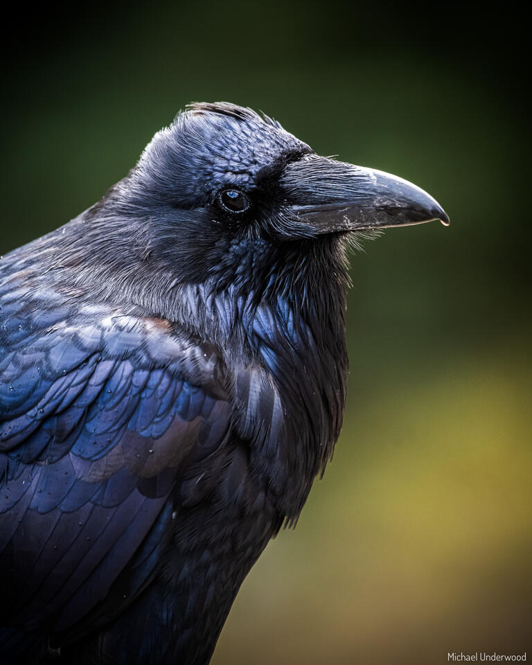 Raven print
