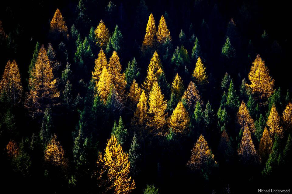 Larch Light print