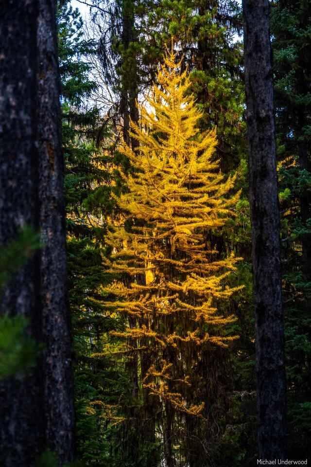 The Larch print