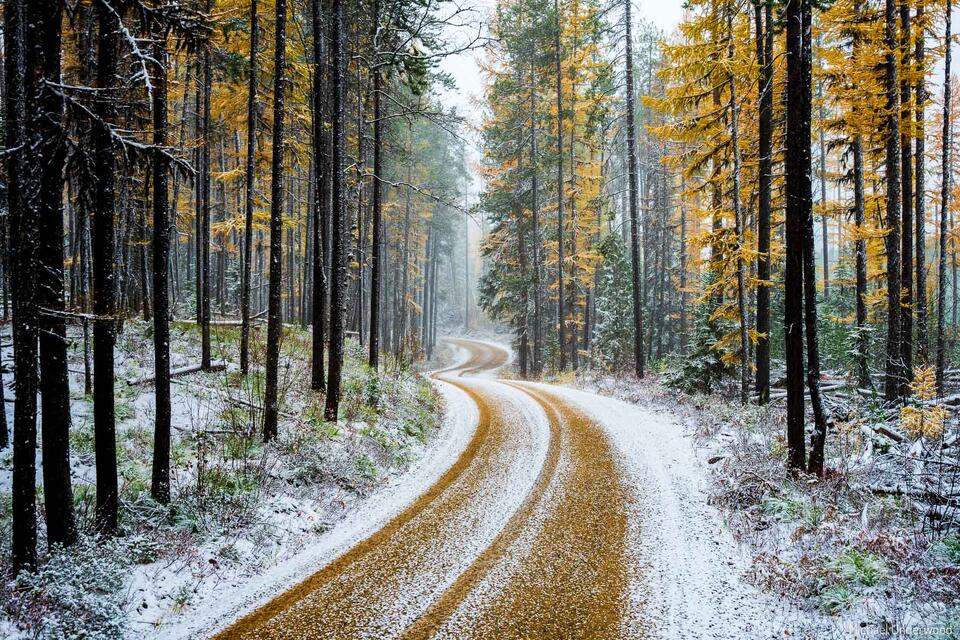 Larch Drive print