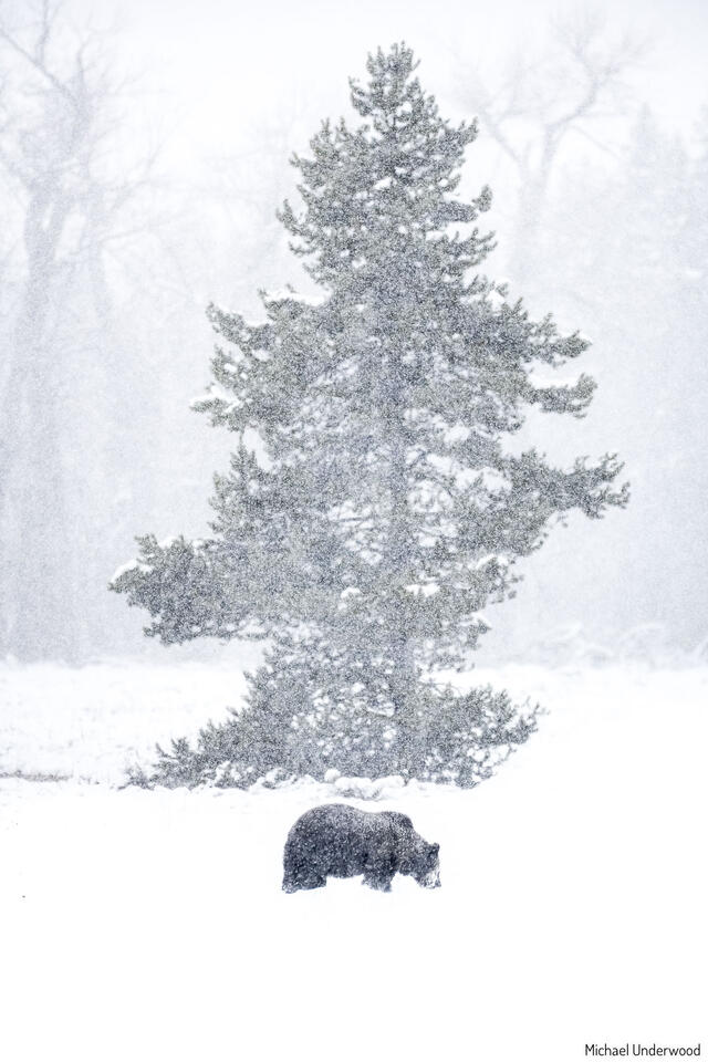 Winter’s Arrival print