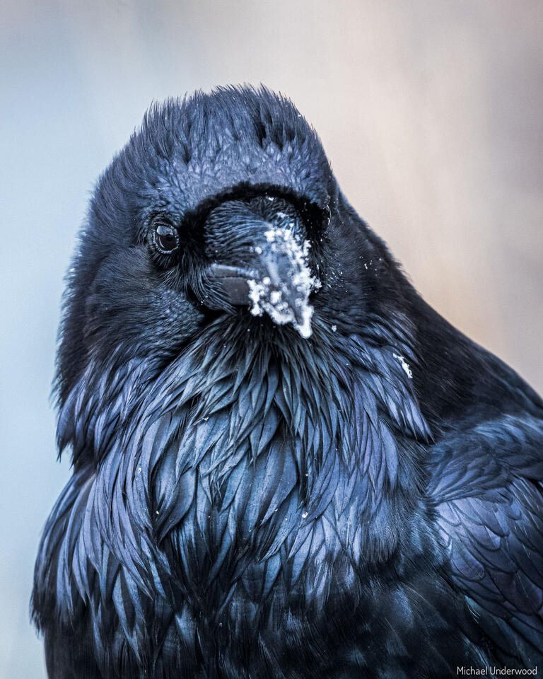 Curious Raven print