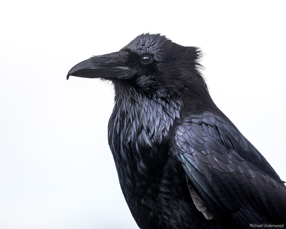 Raven Portrait print