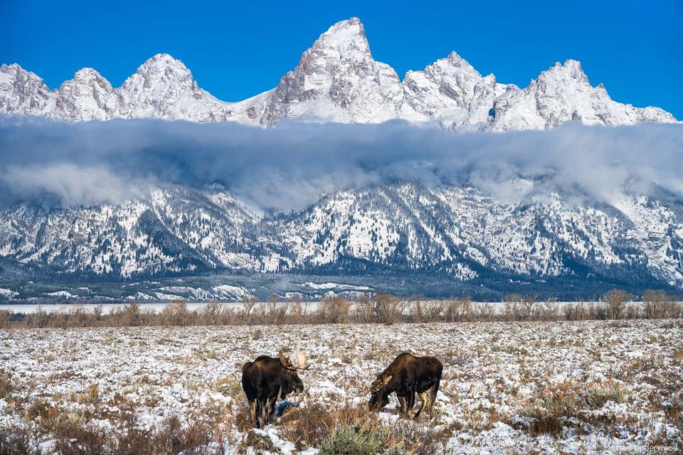 Teton Friends print
