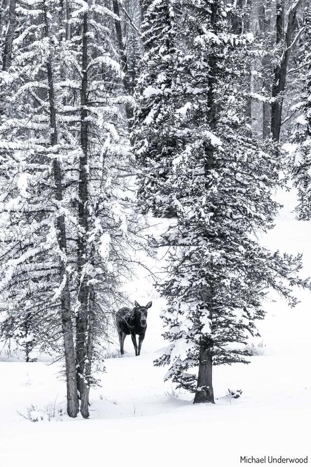 Silent Snowy Morning print