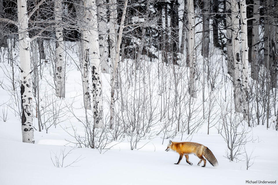 Winter Walk print