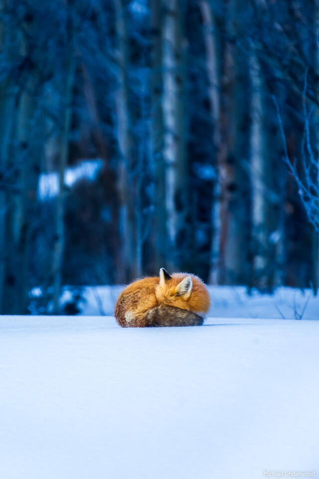 Cozy Fox print