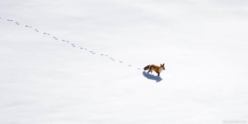 Fox Tracks print