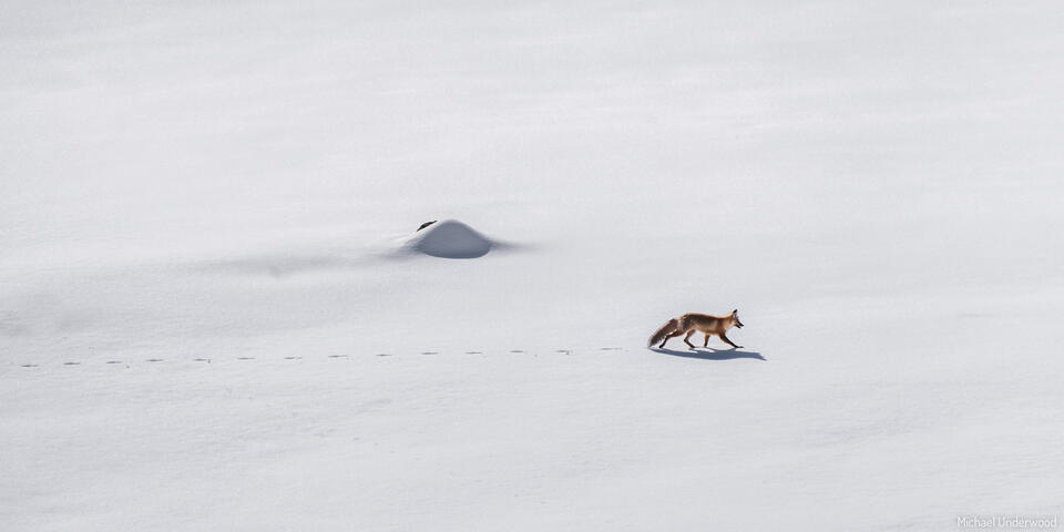 Solitude Fox print