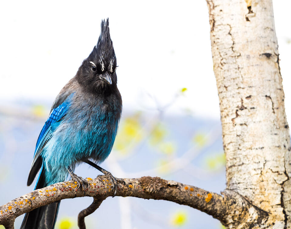 Stellar Jay print
