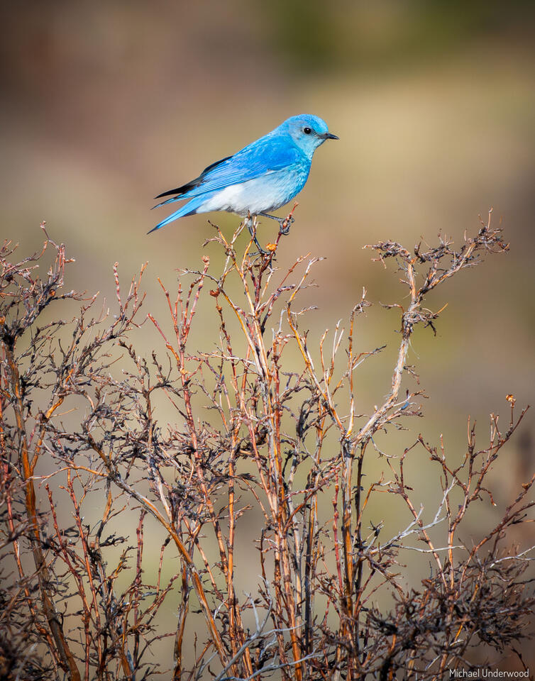 Spring Bluebird print