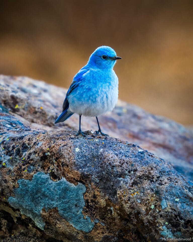 Bluebird print