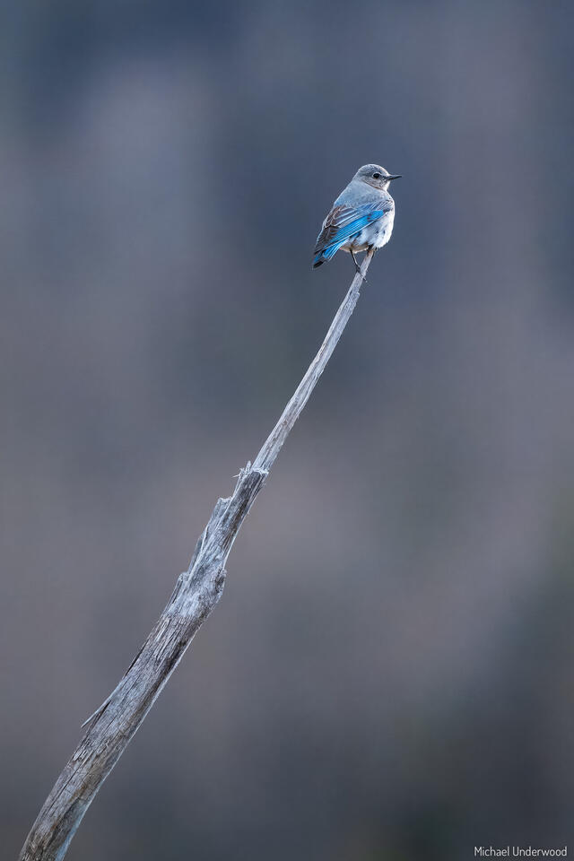 Female Mountain Bluebird print