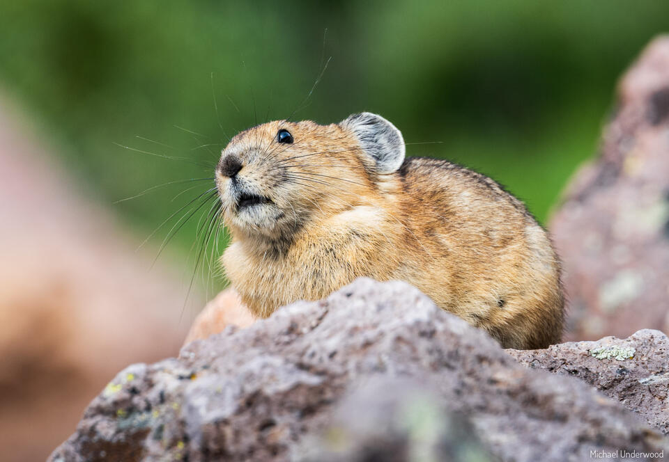 Aghast Pika print