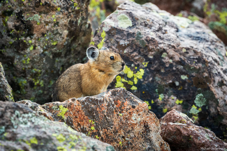 Young Pika print
