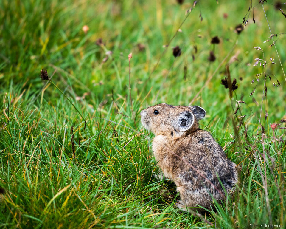 Alpine Rabbit print