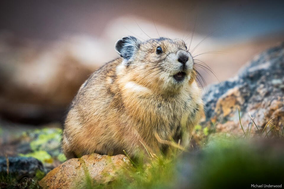 Chunk the Happy Pika print