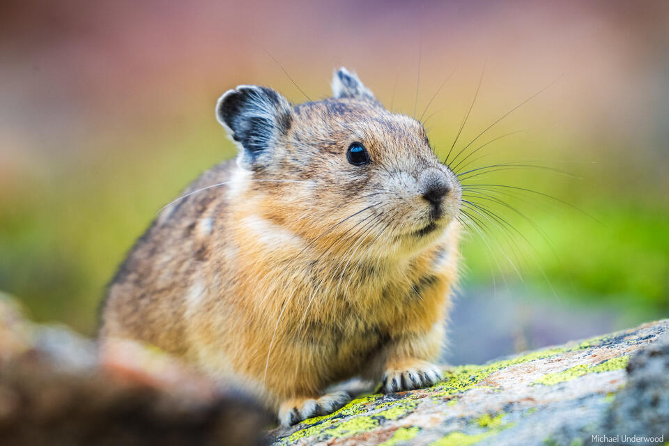 Cute Pika print