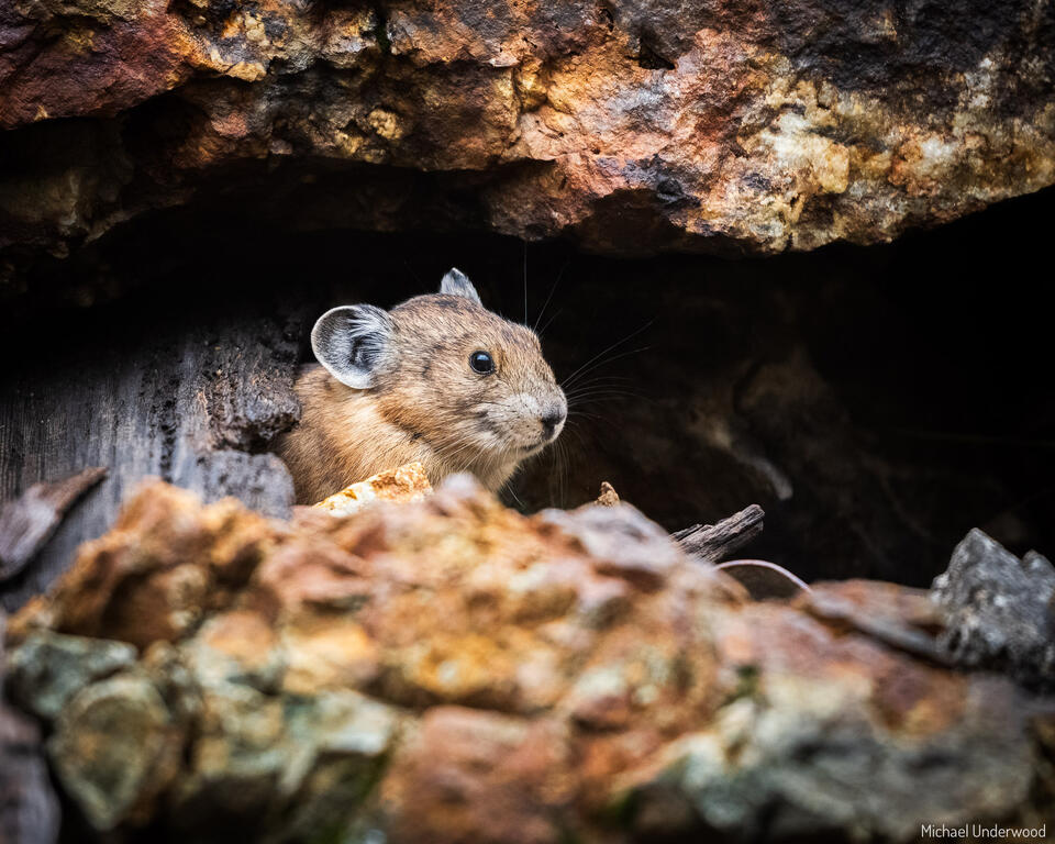 Pika Hideaway print
