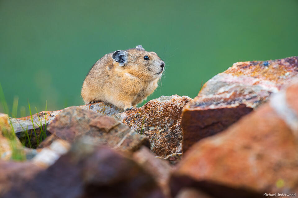 Pika Perch print