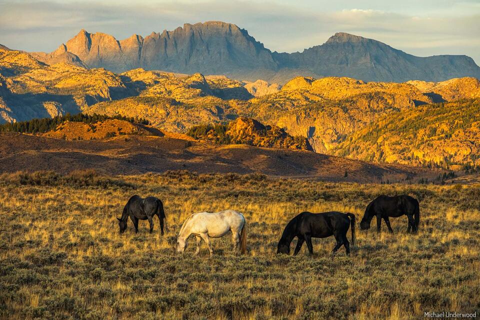 Wind River Wild print