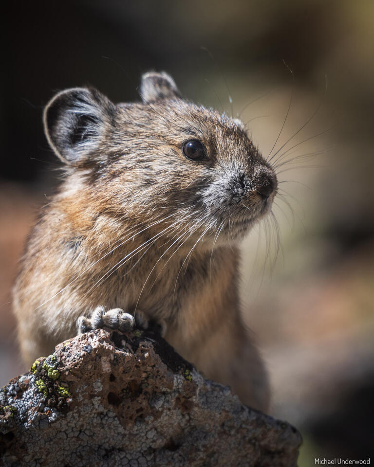 Wary Pika print