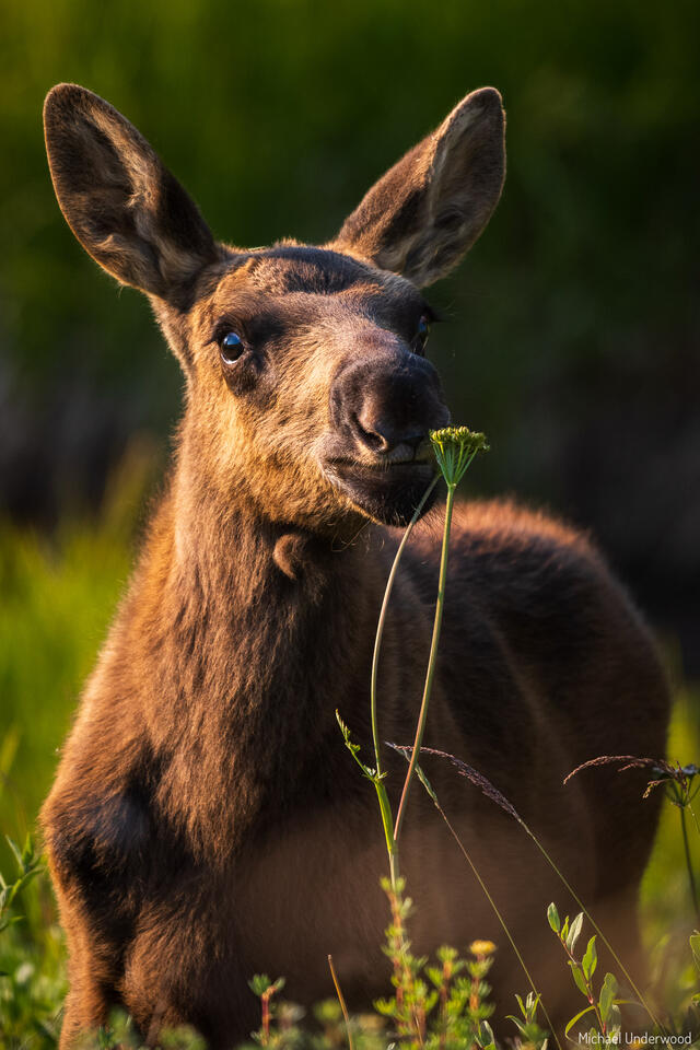 Moose Sniff print