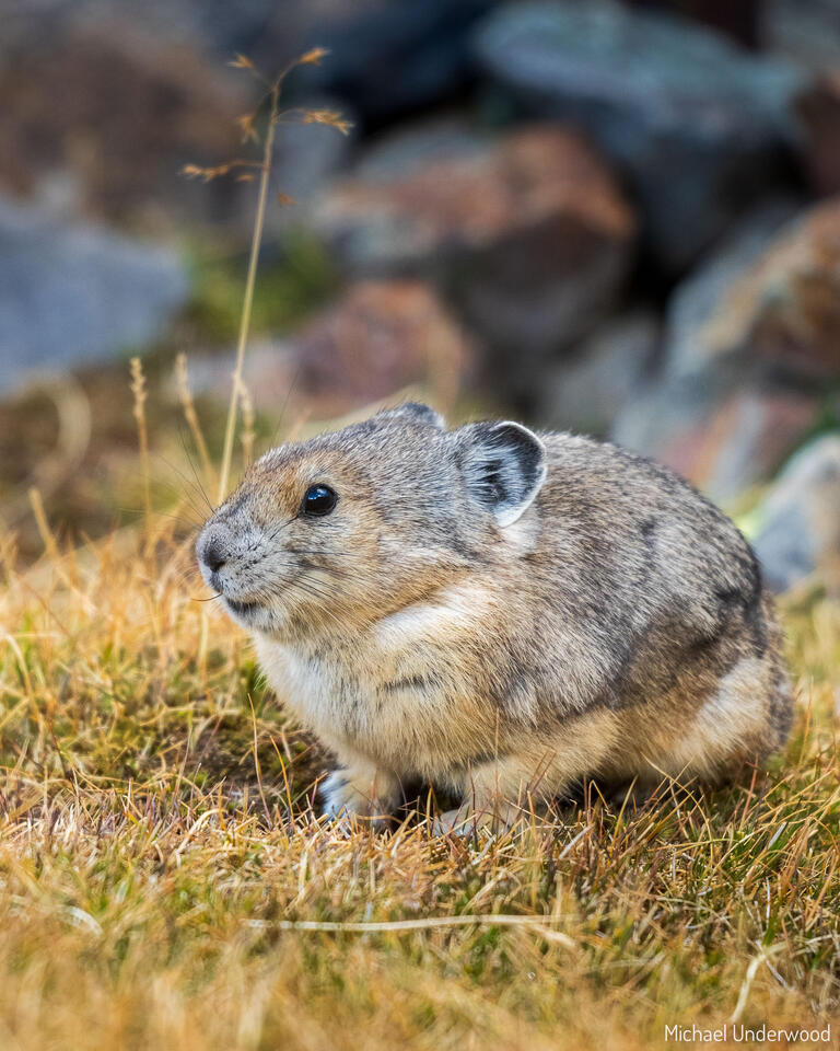 Puffy Pika print