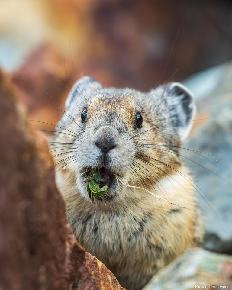 Mouthful print