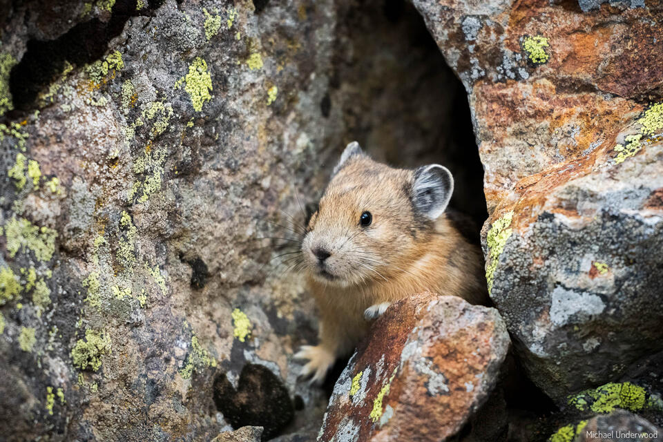 Pika Hole print