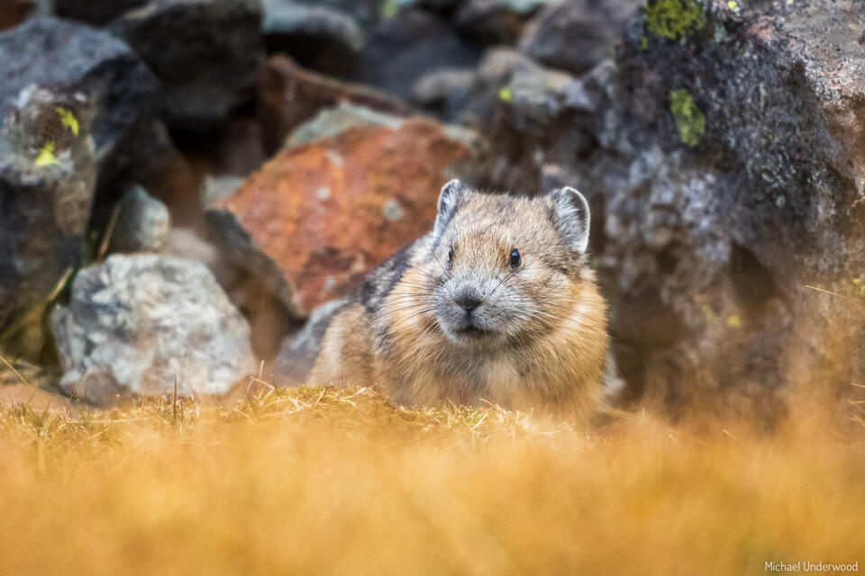 Pika Stare print
