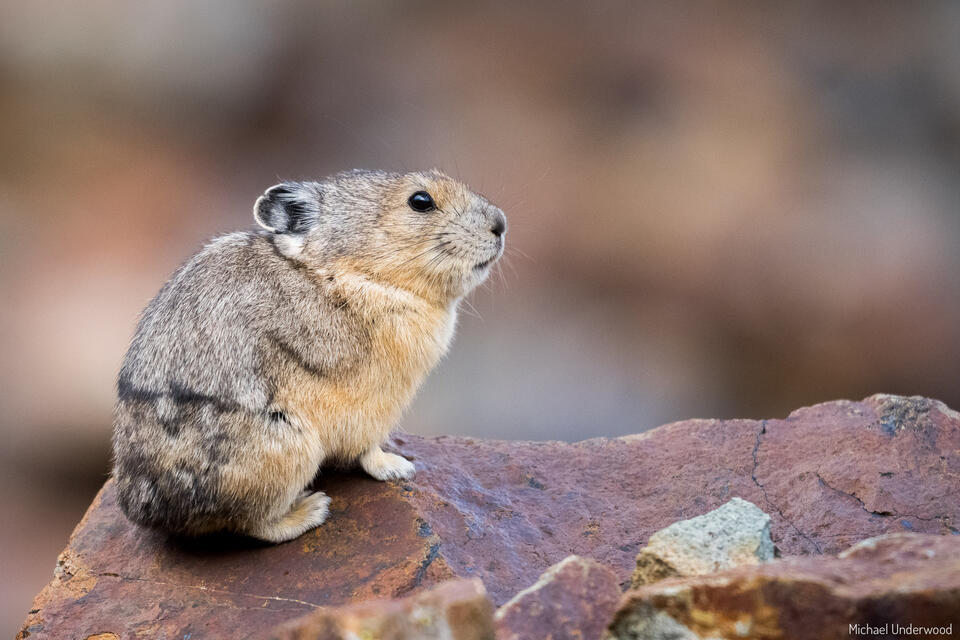 Rock Pika print