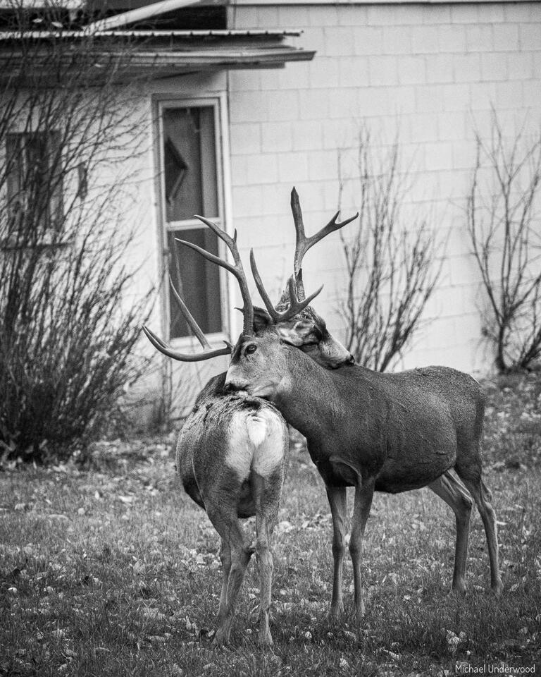 Cuddle Bucks print