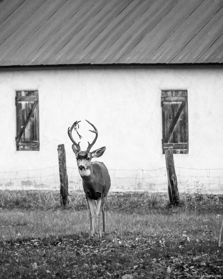 Still Standing print