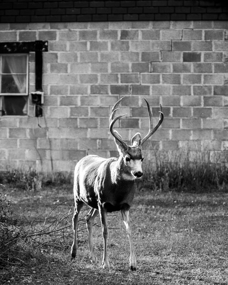 Brick Buck print