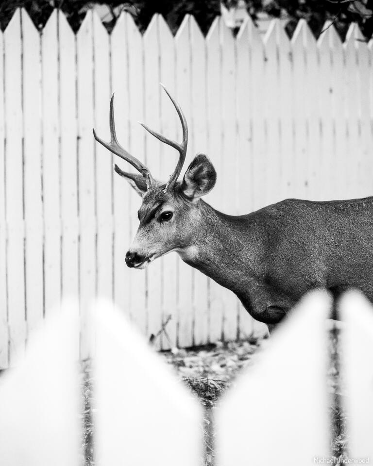 Picket Buck print
