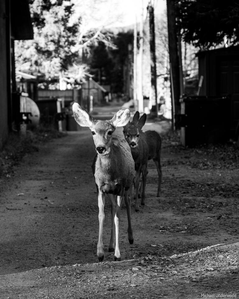 The Alley Way print