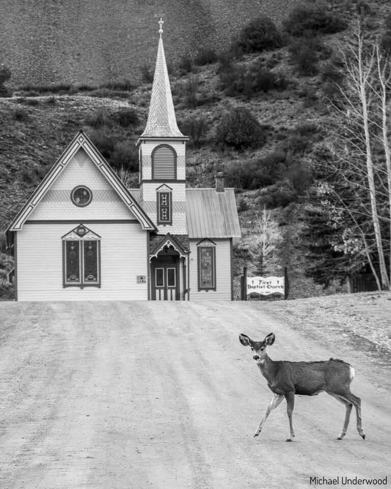 Baptist Fawn print