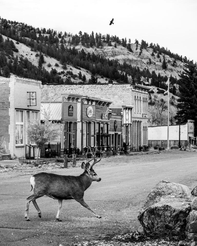 Town Buck print