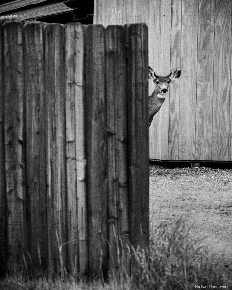 Curious Deer print