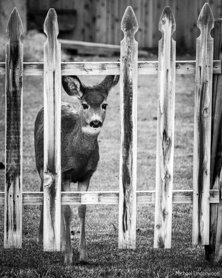 Fence Frame print