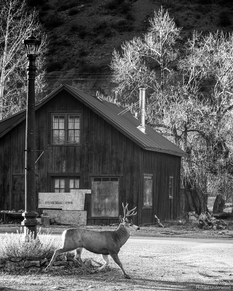 Depression Deer print