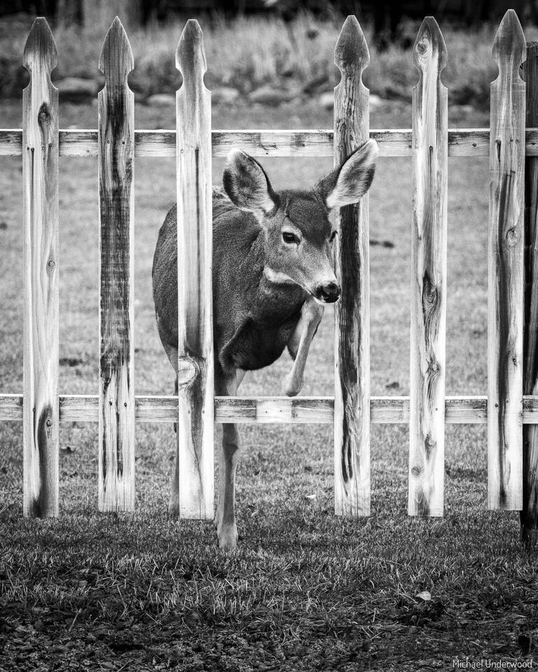 Fence Crossing print