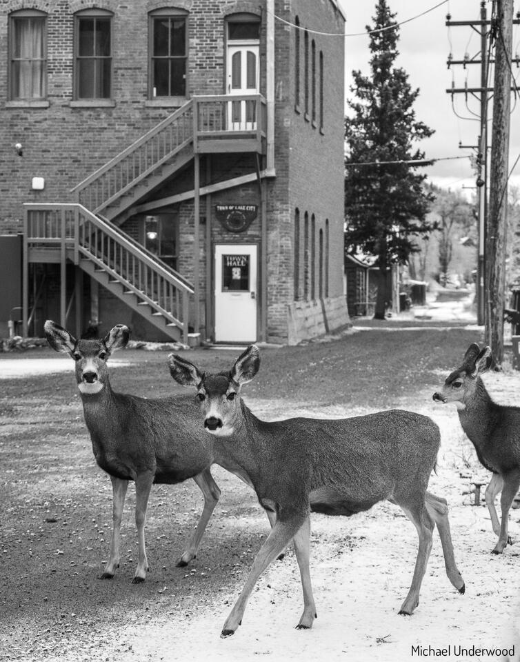 Town of Lake City print
