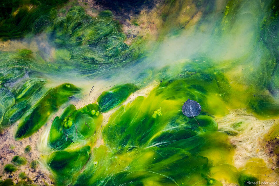 Algae Aspen Leaf print