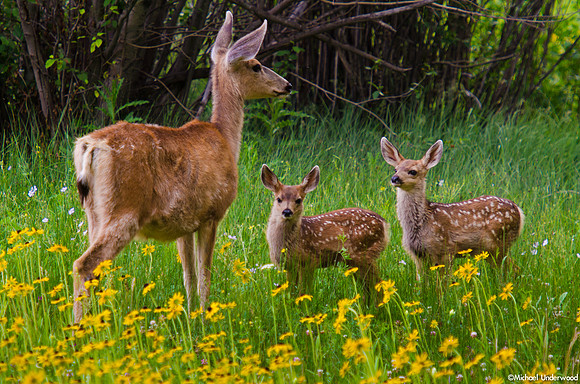 Doe and Twin Fawns